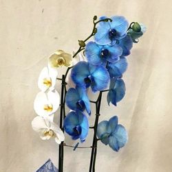 Duo de Phalaenopsis