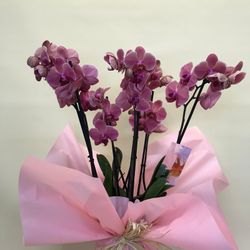 Duo de Phalaenopsis