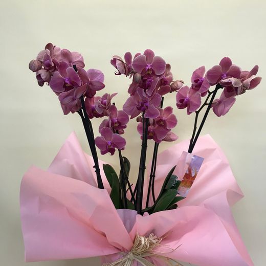 Duo de Phalaenopsis