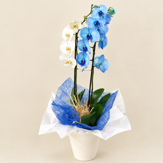 Duo de Phalaenopsis