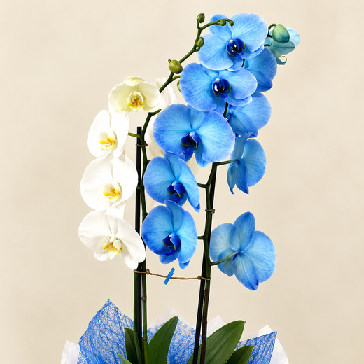 Phalaenopsis Duo