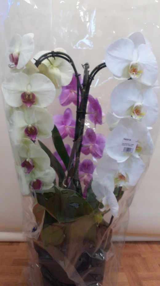 Phalaenopsis tripla gigante