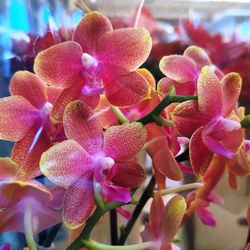 Phalaenopsis