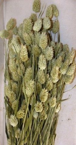 Phalaris Natural Seco