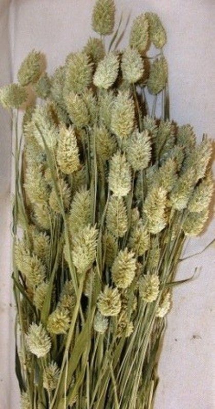 Phalaris Natural Seco