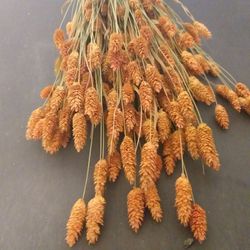 Phalaris Natural Seco