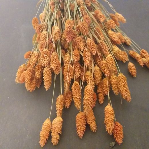 Phalaris Natural Seco