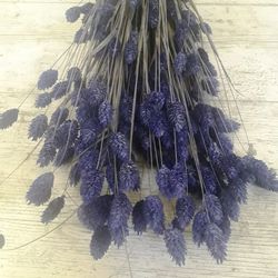 Phalaris Natural Seco