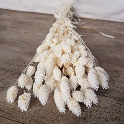 Phalaris Natural Seco