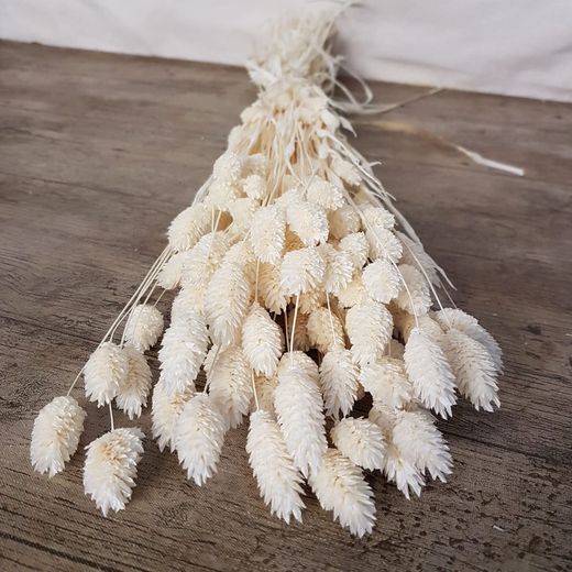 Phalaris Natural Seco