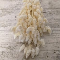 Phalaris Natural Seco