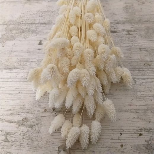 Phalaris Natural Seco