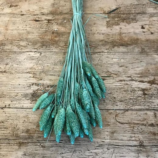 Phalaris Natural Seco