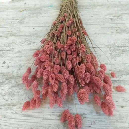 Phalaris Natural Seco