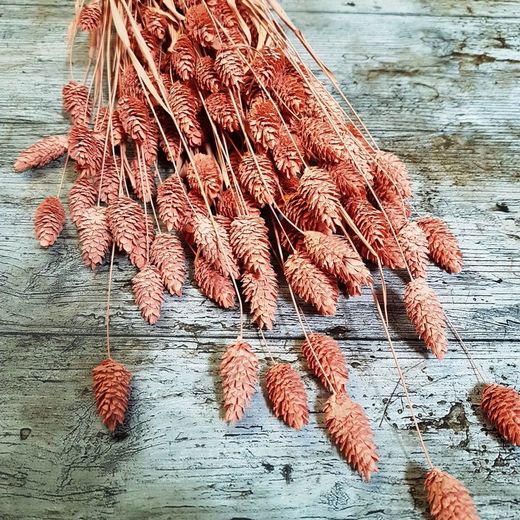 Phalaris Natural Seco