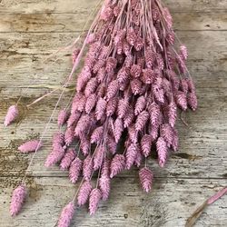 Phalaris Natural Seco