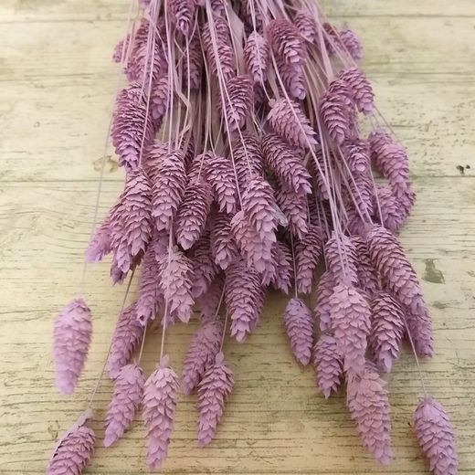 Phalaris Natural Seco