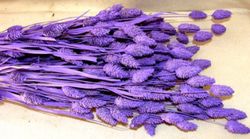 Phalaris Natural Seco