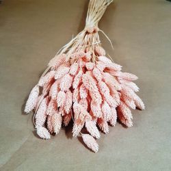 Phalaris Natural Seco