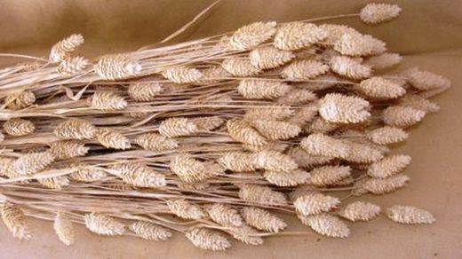 Phalaris Natural Seco