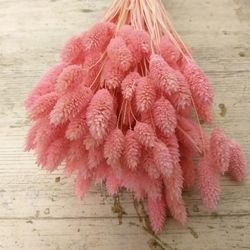 Phalaris Natural Seco