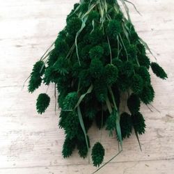 Phalaris Natural Seco