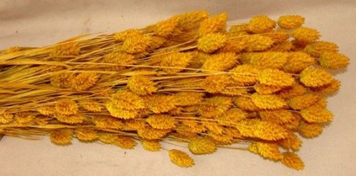 Phalaris Natural Seco