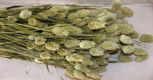 Phalaris Natural Seco