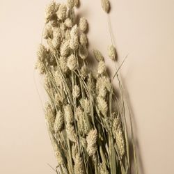 Phalaris séché naturel