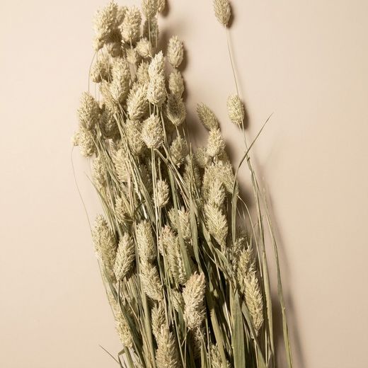 Phalaris séché naturel