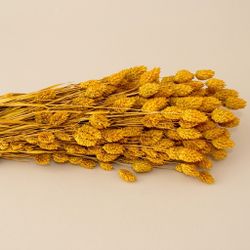 Phalaris séché naturel