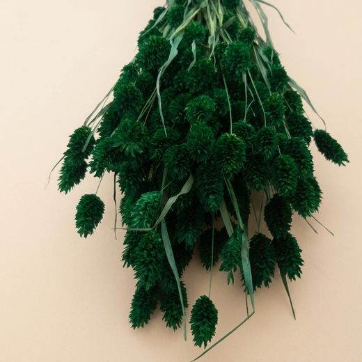Phalaris séché naturel