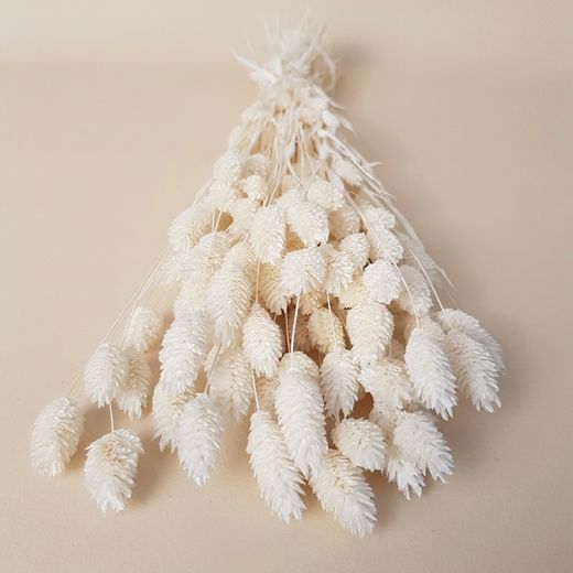 Phalaris séché naturel