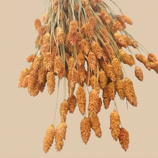 Phalaris séché naturel