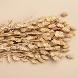 Phalaris séché naturel