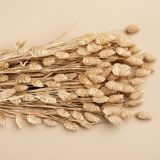 Phalaris séché naturel