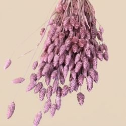 Phalaris séché naturel