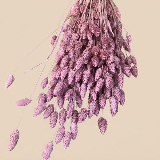 Phalaris séché naturel