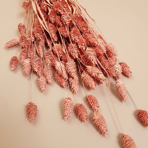 Phalaris séché naturel