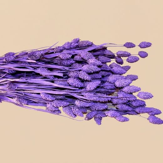 Phalaris séché naturel