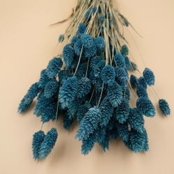 Phalaris séché naturel