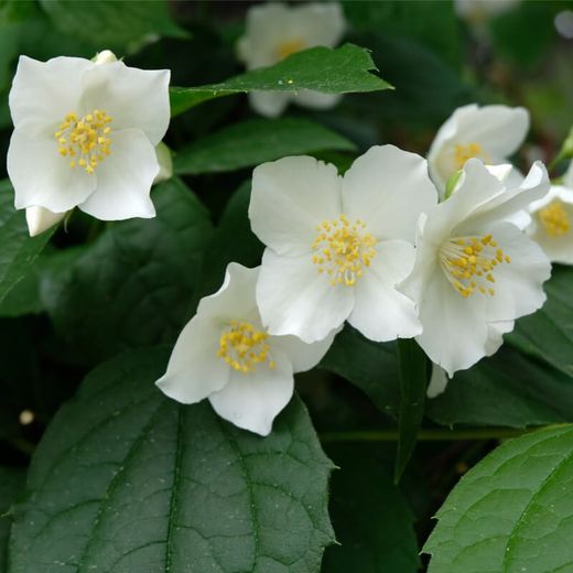 Philadelphus Coronarius