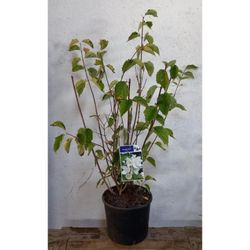 Philadelphus Coronarius