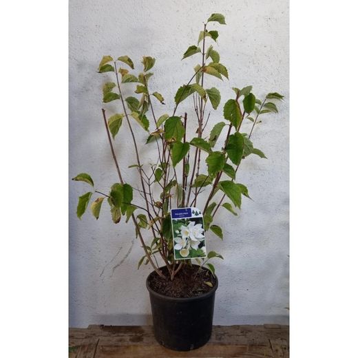 Philadelphus Coronarius