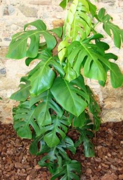 Philodendron Monstera