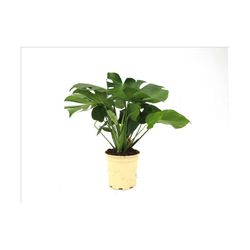 Philodendron Monstera
