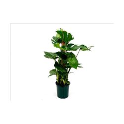 Philodendron Monstera