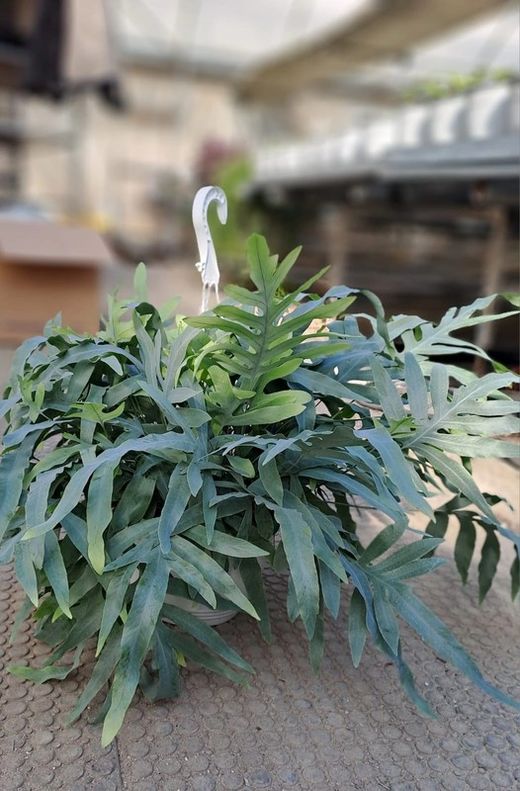 Phlebodium Aureum