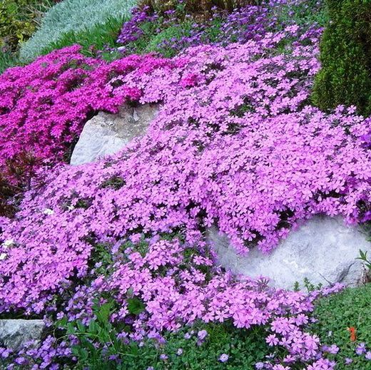 Phlox subulata Caixa 6 unitats.