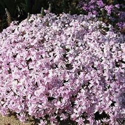 Phlox subulata Caixa 6 unitats.